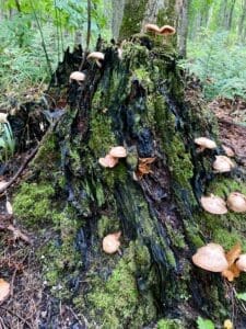 Laurie Kopack Mossy Stump with Mushrooms Photography 12x12 200